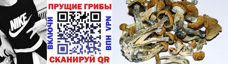 хочу   Сызрань  ОМГ ОМГ зеркало  Галлюциногенные грибы Cubensis 